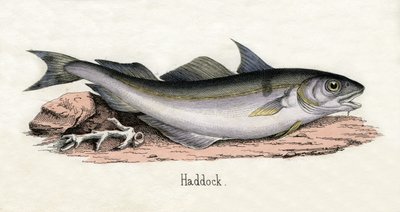 Bir Haddock Antik Baskı by Scottish School