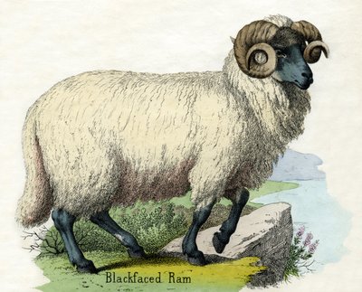 Norfolk Boynuzu Koçunun Antik Baskısı by Scottish School