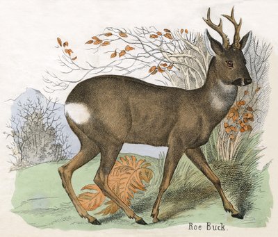 Bir Karaca Buck Antik Baskı by Scottish School
