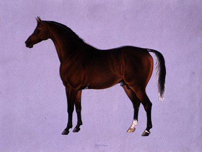 Oppidan, c.1840 (kağıt üzerine suluboya) by Shaik Muhammad Amir of Karraya