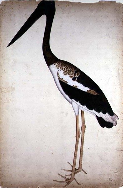 Karaboyunlu Leylek, Xenorhynchus Asiaticus, Kalküta