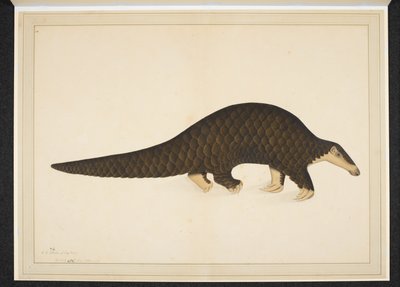 Ekle. Veya. 4667, Pangolin veya pullu karıncayiyen by Shaikh Zain ud Din (fl.1777 83)
