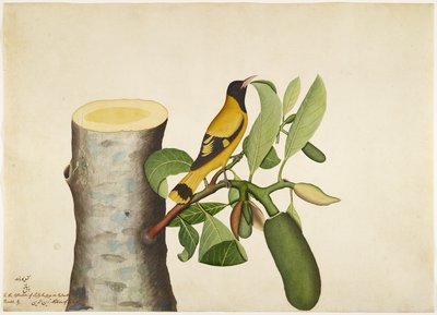 Siyah kapşonlu Sarımsak ve Jackfruit Güdük üzerinde Böcek, Lady Impey tarafından yaptırılan bir Seriden yaprak, 1778 by Shaikh Zain ud Din