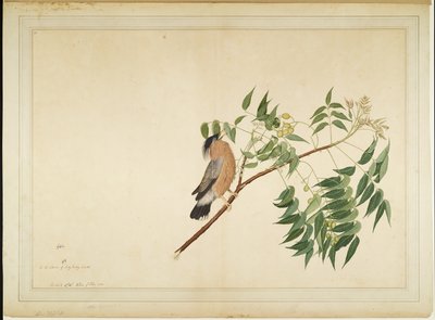 Neem Ağacı Dalı üzerinde Brahminy Starling, Lady Impey tarafından yaptırılan bir Seriden folyo, 1780 by Shaikh Zain ud Din