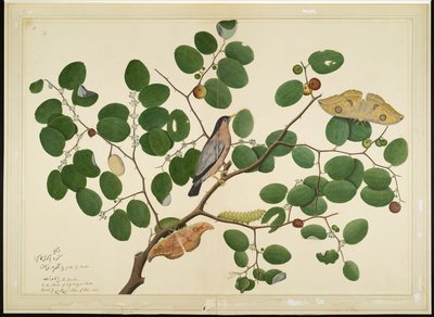 Hint Hünnap Ağacında İki Antheraea Güvesi, Tırtıl ve Koza ile Brahminy Starling, Lady Impey tarafından yaptırılan bir Seriden yaprak, 1777 by Shaikh Zain ud Din