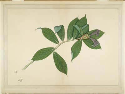 Krep Zencefil Fabrikası, Lady Impey tarafından sipariş edilen bir seriden folyo, c.1780 by Shaikh Zain ud Din