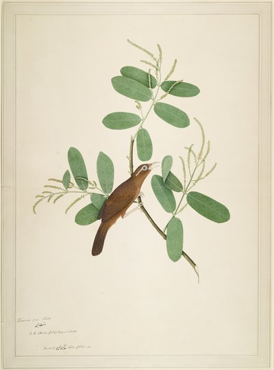 Hwamei Terminalia Şubesi