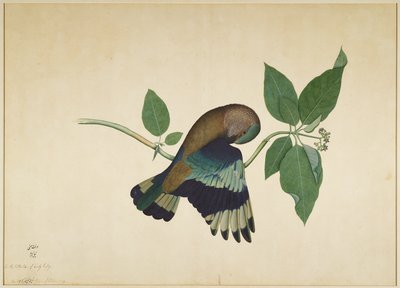Sandal Ağacı Dalında Hint Silindiri, Lady Impey tarafından yaptırılan bir Seriden folyo, 1779 by Shaikh Zain ud Din