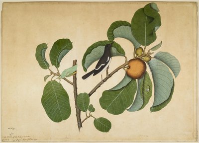 Maymun Jack Dalı üzerinde Katydid ve Yaprak Hopper ile Oriental Magpie Robin, Lady Impey tarafından yaptırılan bir diziden folyo, 1778 by Shaikh Zain ud Din