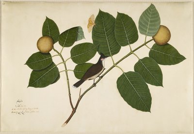 Kadamba Dalı üzerinde kırmızı bıyıklı Bulbul ve Aganais Ficus Moth, Lady Impey tarafından yaptırılan bir Seriden yaprak, 1777 by Shaikh Zain ud Din