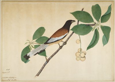 Kızıl Ağaç Pastası ve Daldaki Tırtıl, Lady Impey tarafından sipariş edilen bir diziden yaprak, 1777 by Shaikh Zain ud Din