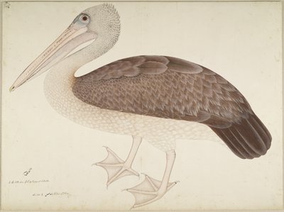 Spotbiled Pelikan, Lady Impey tarafından sipariş edilen bir seriden folyo, c.1780-82 by Shaikh Zain ud Din