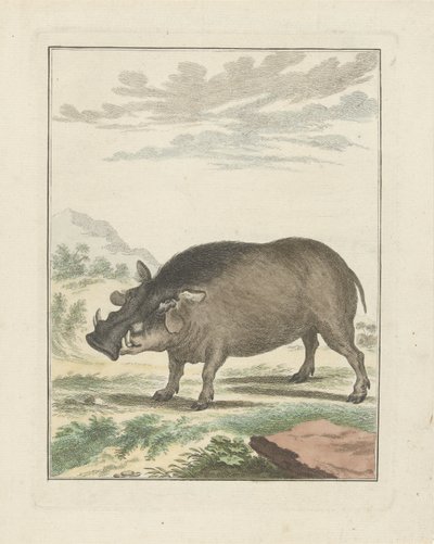 Afrika Orman Domuzu by Simon Fokke