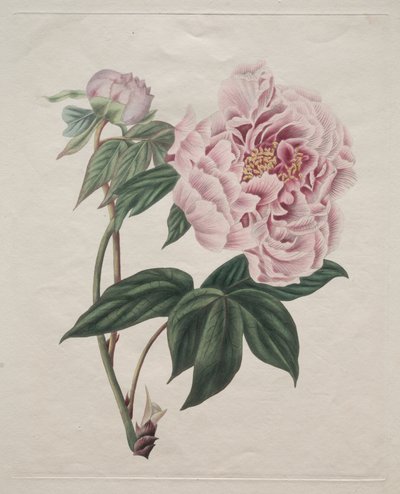 Çin Ağacı Şakayık (Paeonia suffruticosa) by Smith