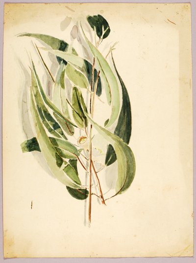 Bitki Çalışması, 19. yüzyılın sonu - 20. yüzyılın başı. by Solon H. Borglum
