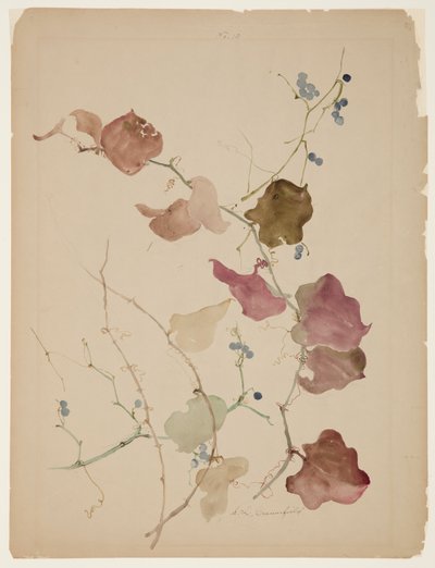 Mavi Karpuzlu Clematis Asma Çalışması by Sophia L. Crownfield