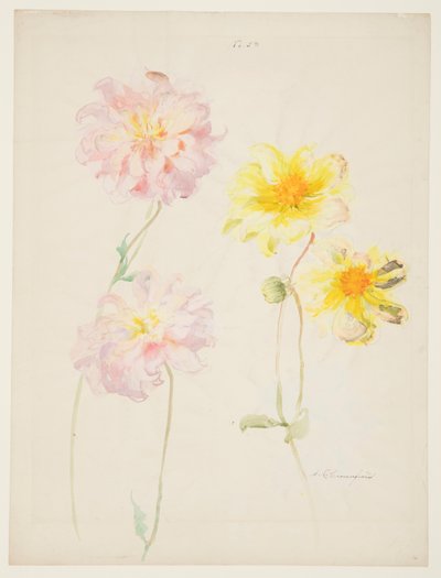 Dahlias Çalışması by Sophia L. Crownfield