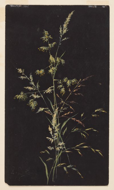 Tohumda Çim Çalışması by Sophia L. Crownfield