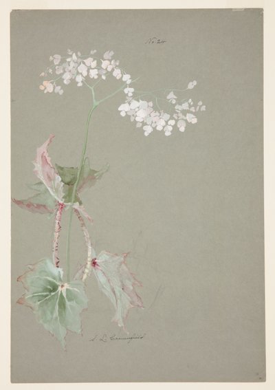 Pembe Begonya Çalışması by Sophia L. Crownfield