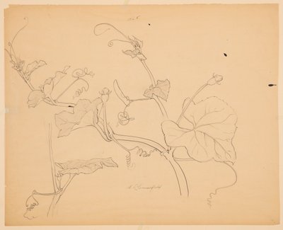 Squash Vines Çalışması by Sophia L. Crownfield