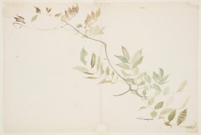Wisteria Yeşillik Çalışması by Sophia L. Crownfield