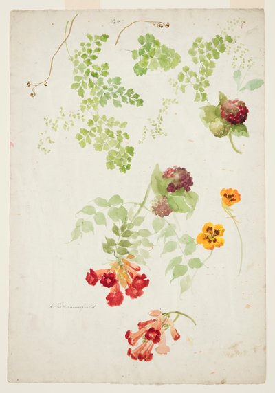Maidenhair Fern, Trompet Asma ve Nasturtium Çalışması by Sophia L. Crownfield