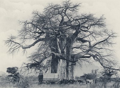 Bir Baobab Ağacı (s/b fotoğraf) by South African Photographer