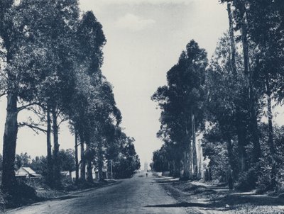 Mavi Sakız Ağaçları Bulvarı, Pretoria (s/b fotoğraf) by South African Photographer