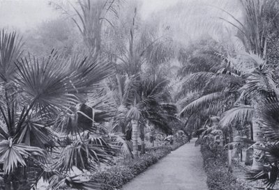 Palm Avenue, Botanik Bahçeleri, Durban (s/b fotoğraf) by South African Photographer