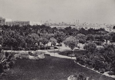Cadiz: Parque Genoves (s/b fotoğraf) by Spanish Photographer
