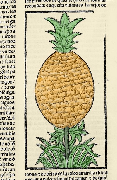 Ananas temsili. Gonzalo Fernandez de Oviedo (Gonzalo) veya Fernandez de veya Hernandez de Oviedo y Valdes (1478-1557) tarafından “Hintler, adalar ve okyanus denizinin anakarasının genel tarihi” kitabından gravür by Spanish School
