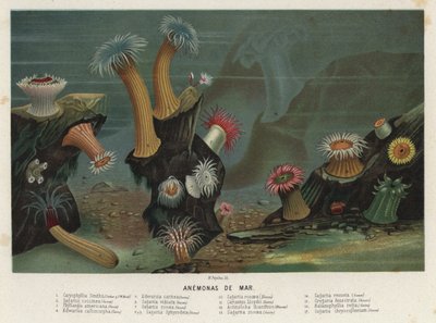 Deniz anemonları (chromolitho) by Spanish School