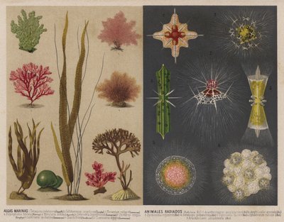 Deniz yosunu ve ışık saçan suda yaşayan hayvanlar (chromolitho) by Spanish School