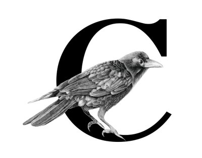 C Crow içindir, 2018 (grafit kalem ve dijital) by Stacy Hsu