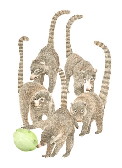 Kosta Rika Coatis, 2019 (grafit kalem ve dijital) by Stacy Hsu