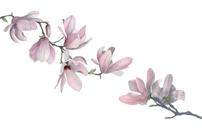 Manolya, 2015 (grafit kalem ve sulu boya) by Stacy Hsu