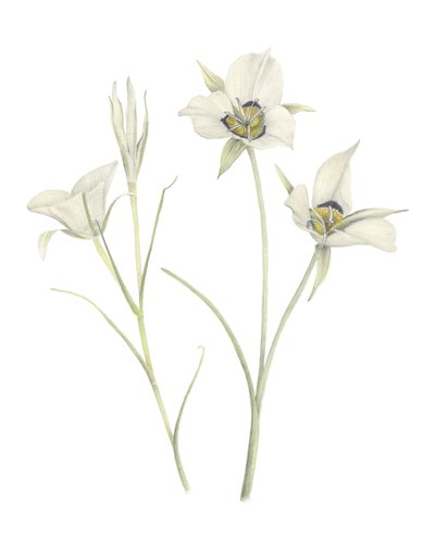 Mariposa Lily, 2018 (grafit kalem ve sulu boya) by Stacy Hsu