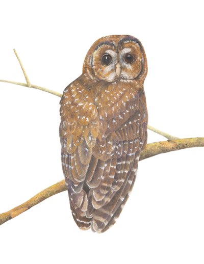 Kuzey Benekli Baykuş, 2013 (renkli kalem) by Stacy Hsu