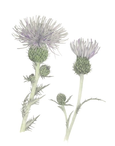 Thistle, 2018 (grafit kalem ve sulu boya) by Stacy Hsu