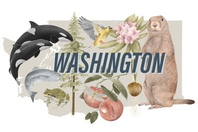 Washington Eyaleti Sembolleri, 2018 (grafit kalem ve dijital) by Stacy Hsu