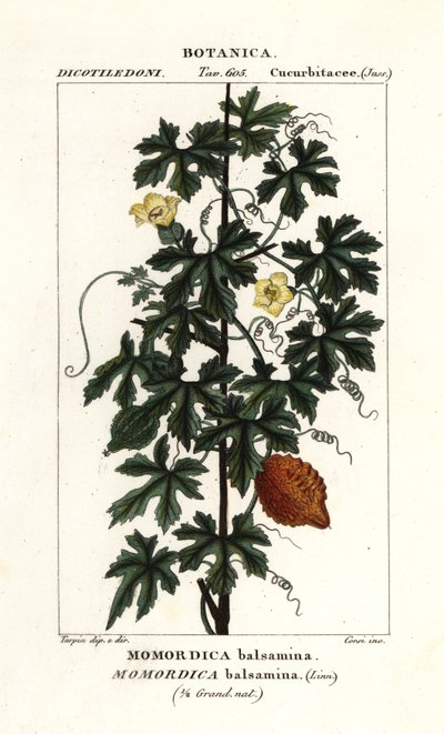 Afrika salatalığı, Momordica balsamina by Stanghi Stanghi