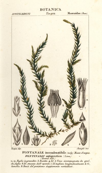 Ateş düşürücü fontinalis yosunu, Fontinalis antipyretica by Stanghi Stanghi
