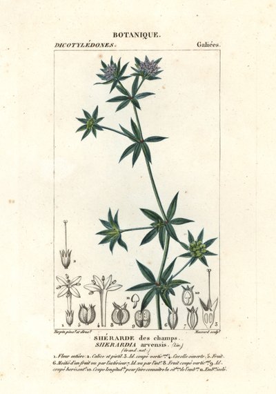 Mavi alan madder, Sherardia arvensis by Stanghi Stanghi