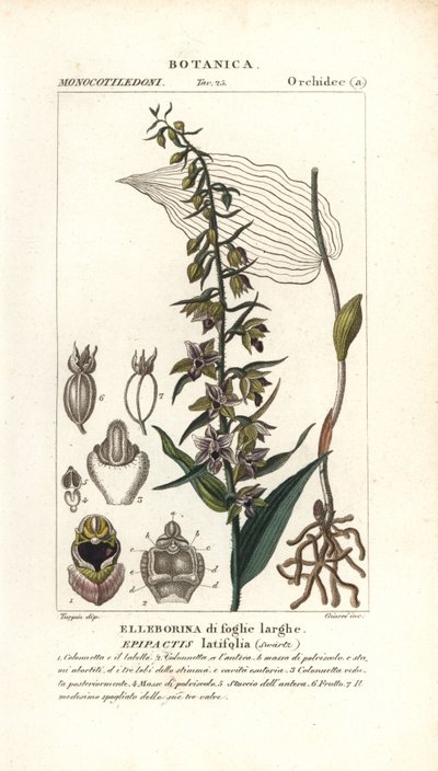 Geniş yapraklı helleborine orkide, Epipactis helleborine by Stanghi Stanghi