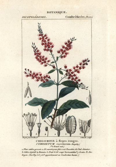 Çalı söğüt, Combretum koksineum by Stanghi Stanghi