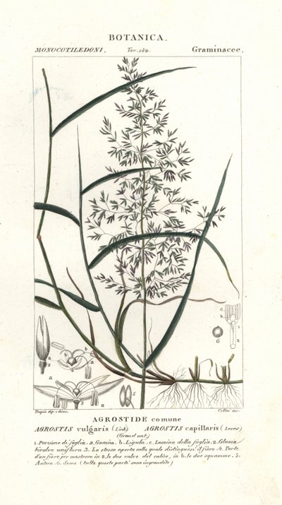 Yaygın bükülmüş, Agrostis capillaris by Stanghi Stanghi