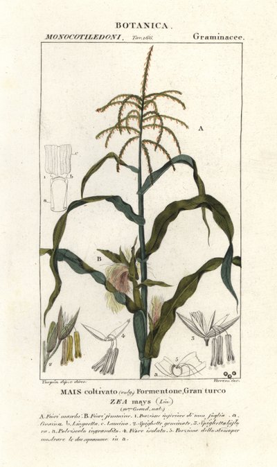 Mısır veya mısır, Zea mays by Stanghi Stanghi
