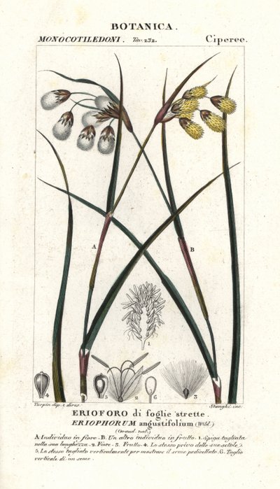 Pamuk otu veya saz, Eriophorum angustifolium by Stanghi Stanghi