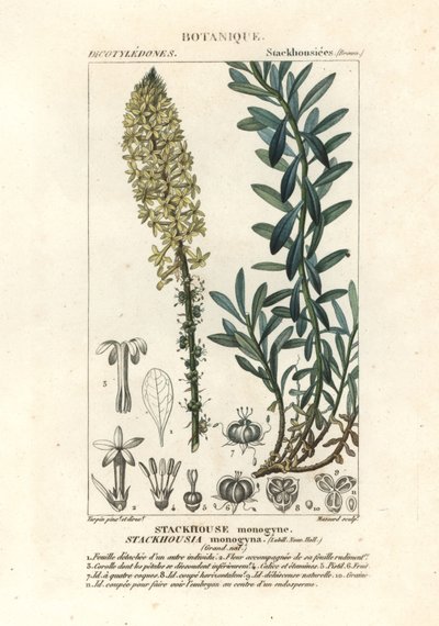 Kremalı mumlar, Stackhousia monogyna by Stanghi Stanghi