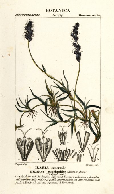 Kıvırcık mesquite, Hilaria cenchroides by Stanghi Stanghi